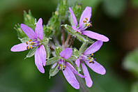 Erodium moschatum Erodium moschatum
